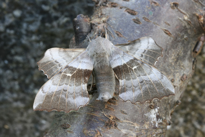 Poplar Hawk-moth.jpg